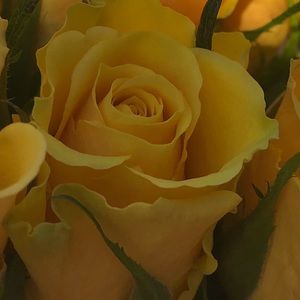 Meet your Posher, Grace